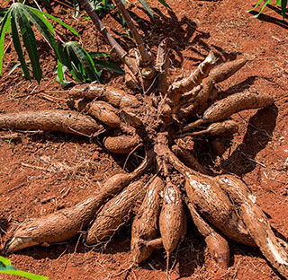 Cassava