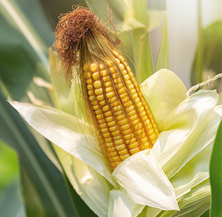 Maize-stack